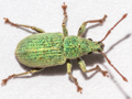 Phyllobius virideaeris